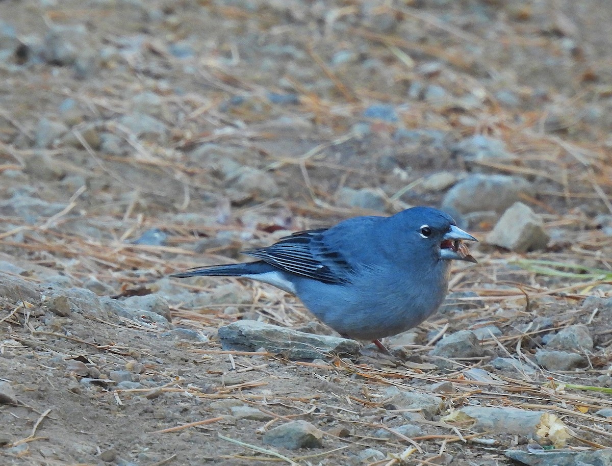 テネリフェオアトリ - ML646835813