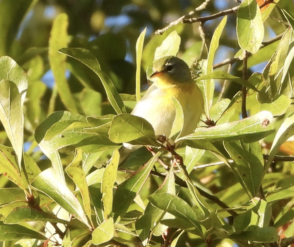 Northern Parula - ML646835814
