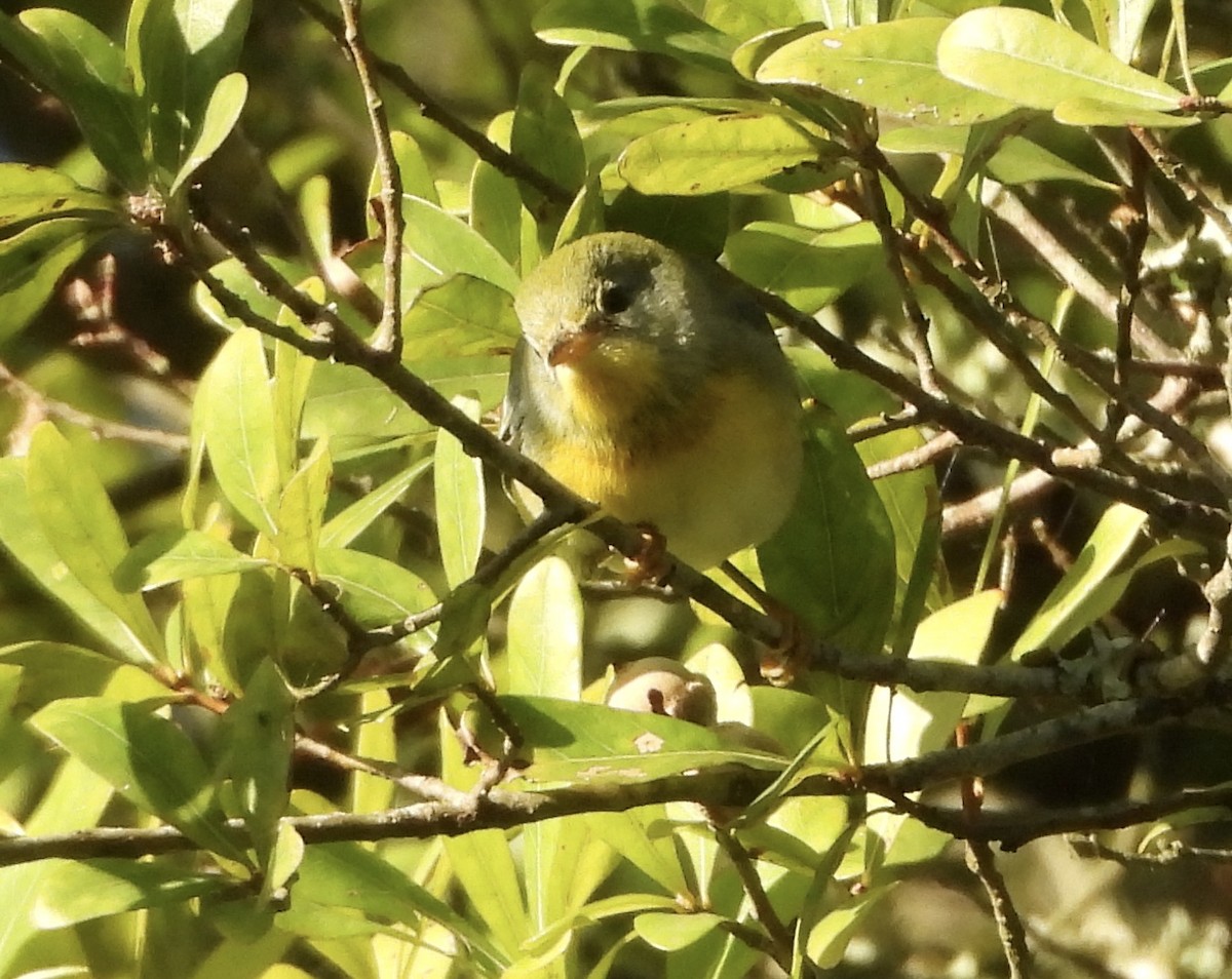 Northern Parula - ML646835815