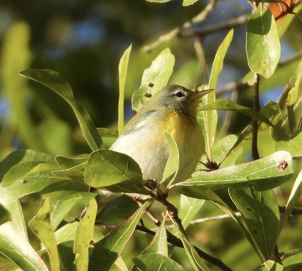 Northern Parula - ML646835816
