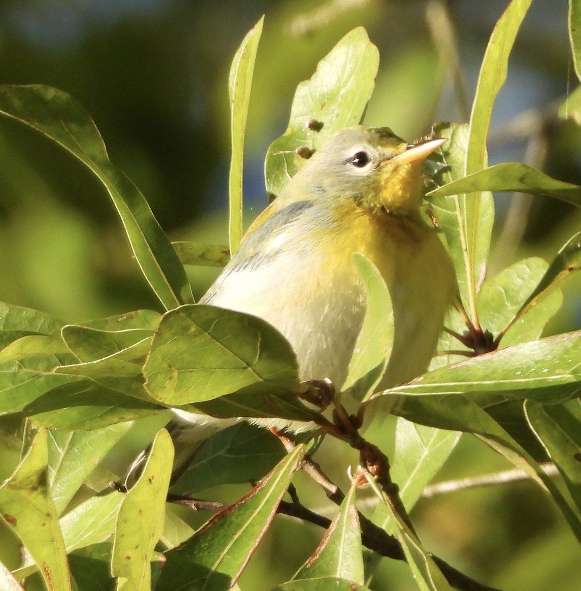 Northern Parula - ML646835817
