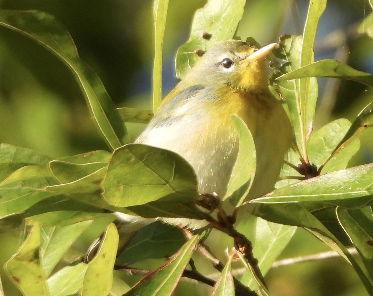 Northern Parula - ML646835818