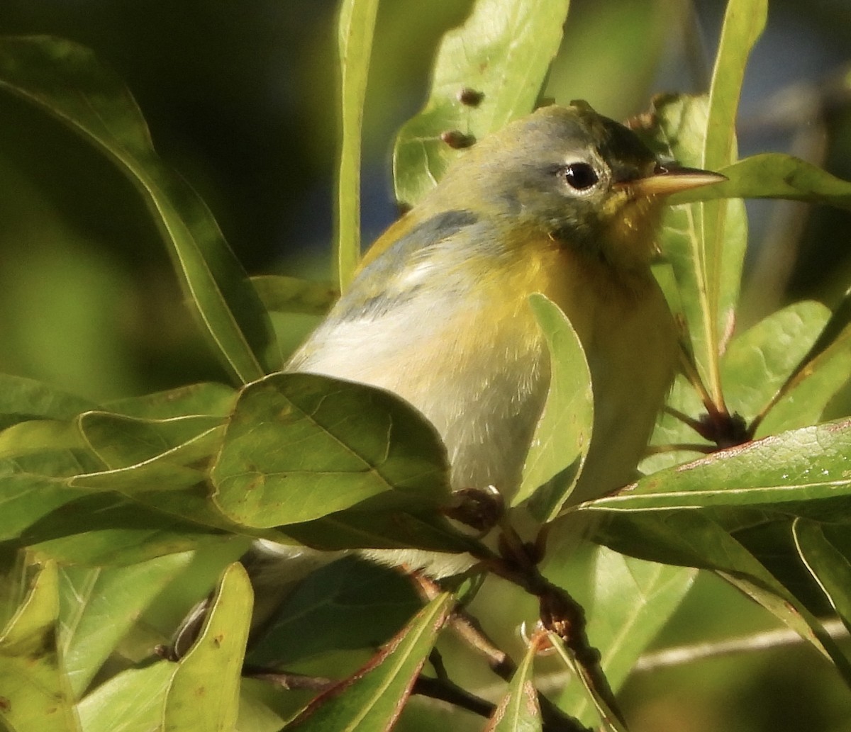 Northern Parula - ML646835819