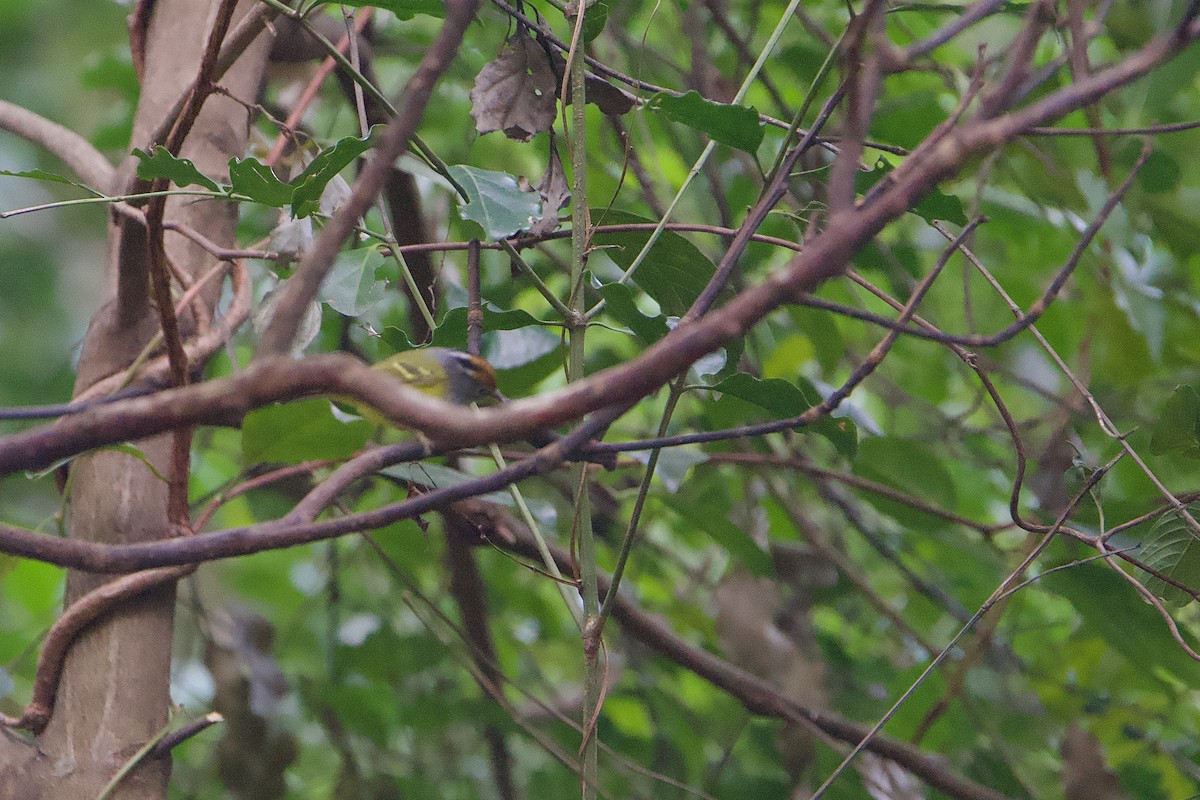 Mosquitero Coronicastaño - ML646835821