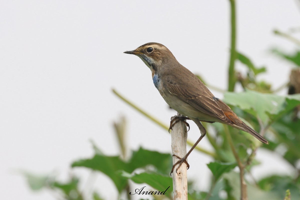 藍喉鴝 - ML646835822