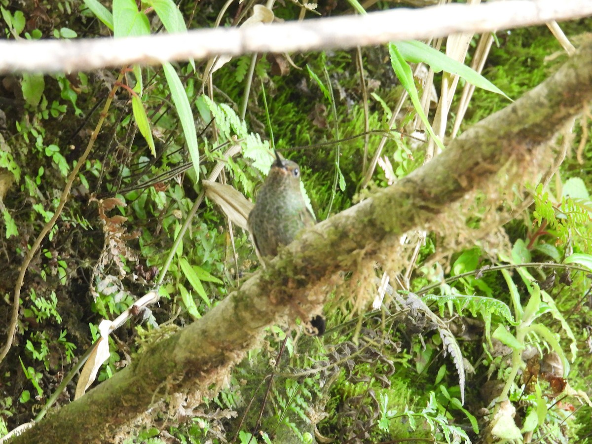 Calzadito Verdoso Sureño - ML646835823