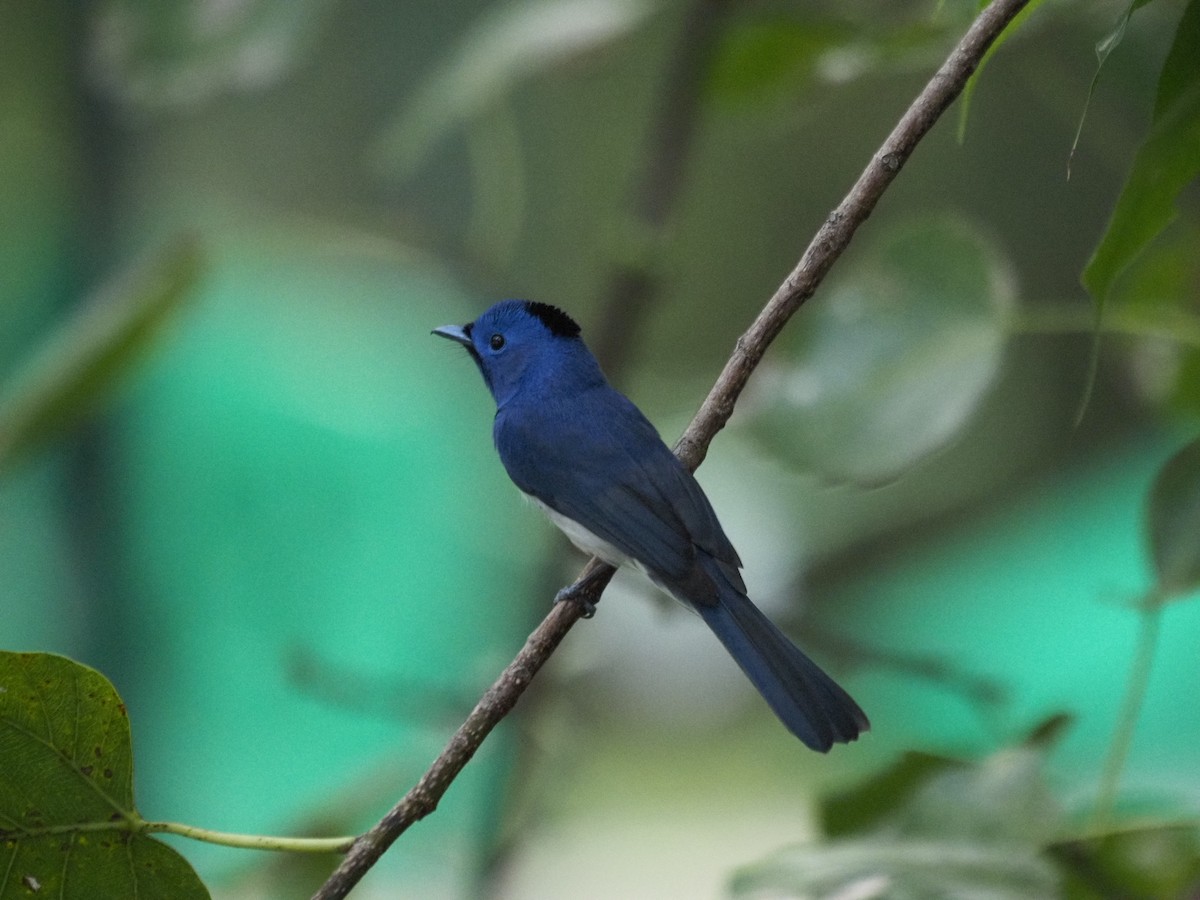 Black-naped Monarch - ML646835825