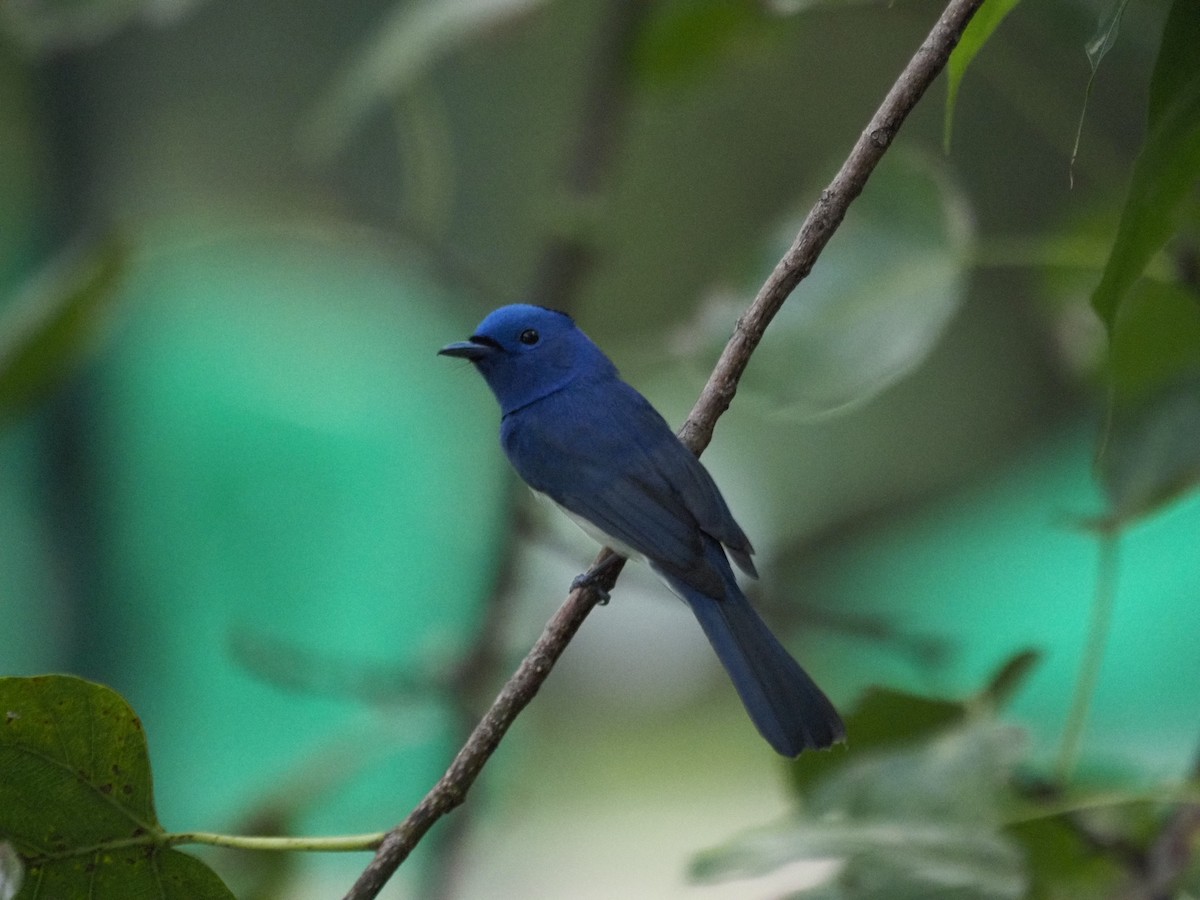 Black-naped Monarch - ML646835826