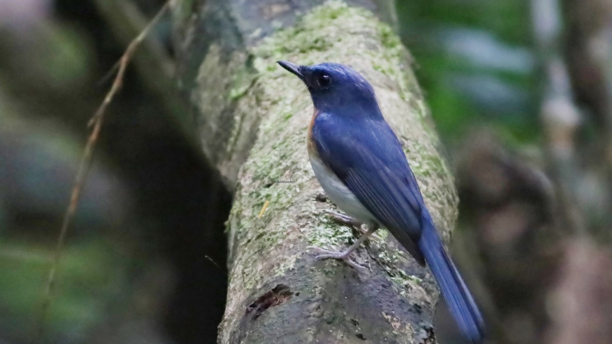 Çinhindi Mavi Sinekkapanı - ML646835845