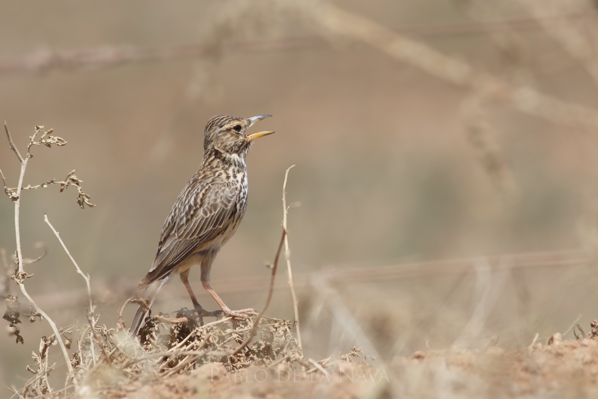 Large-billed Lark - ML646835849