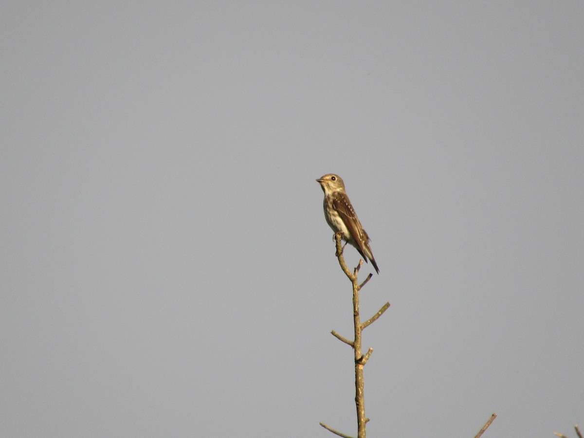 Gray-streaked Flycatcher - ML646835850