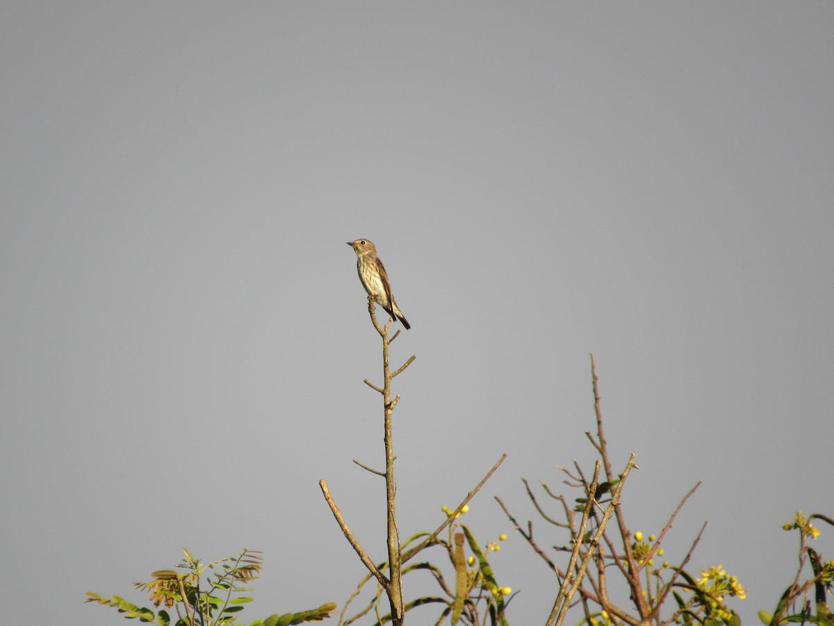 Gray-streaked Flycatcher - ML646835856