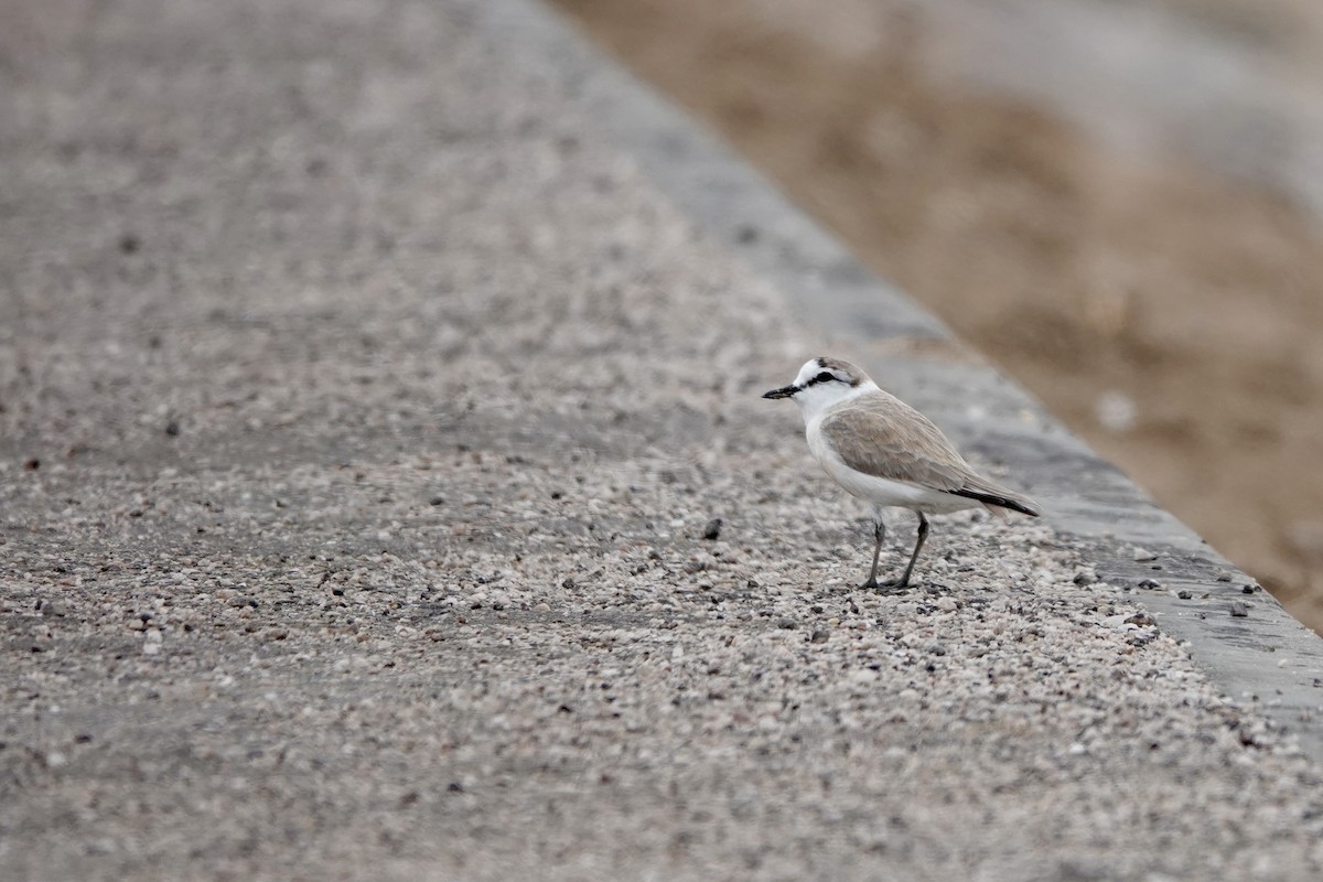 White-fronted Plover - ML646835863
