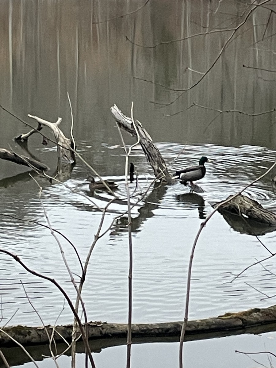 Кряква - ML646835864