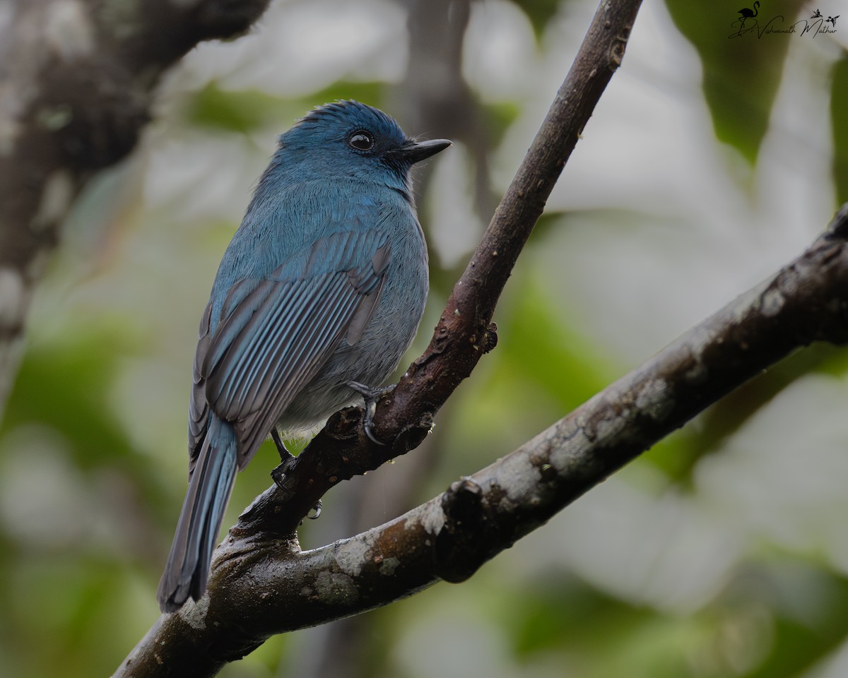 Nilgiri Flycatcher - ML646835865