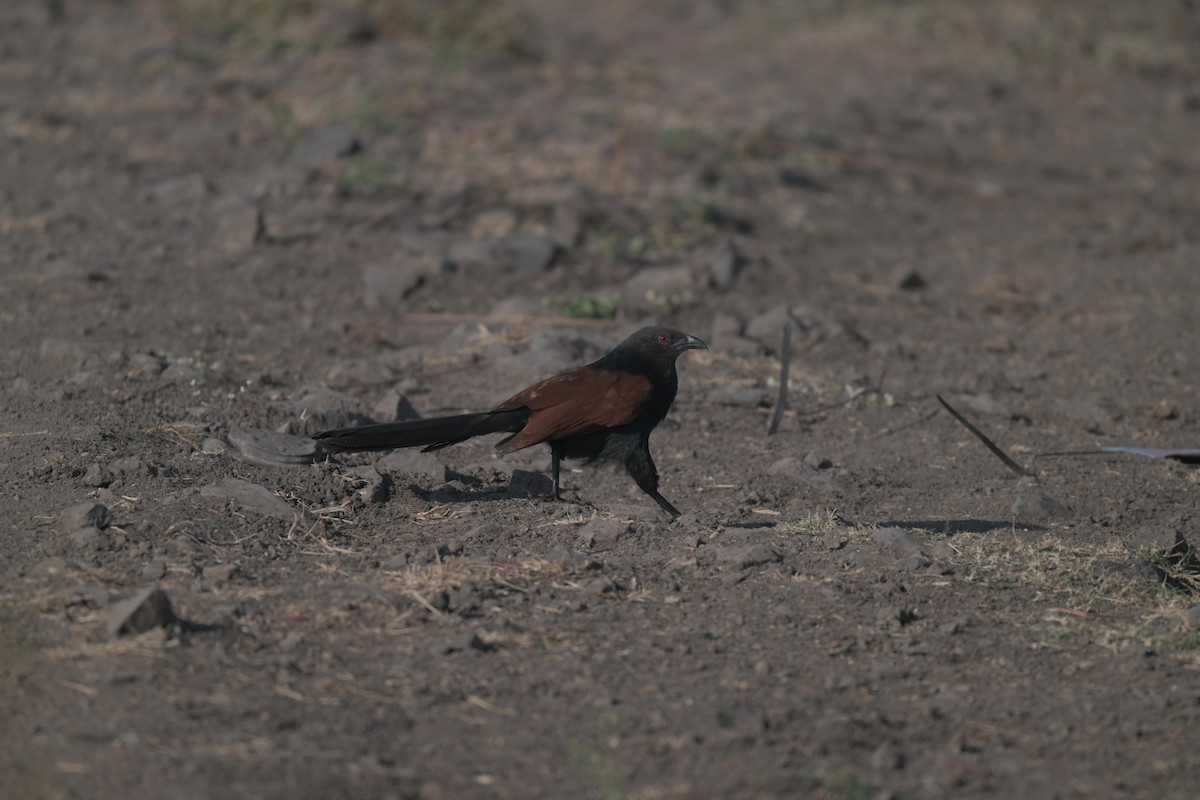 kukačka vraní - ML646835867