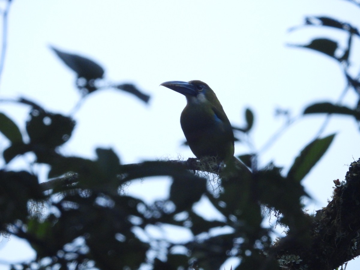 Blue-banded Toucanet - ML646835869