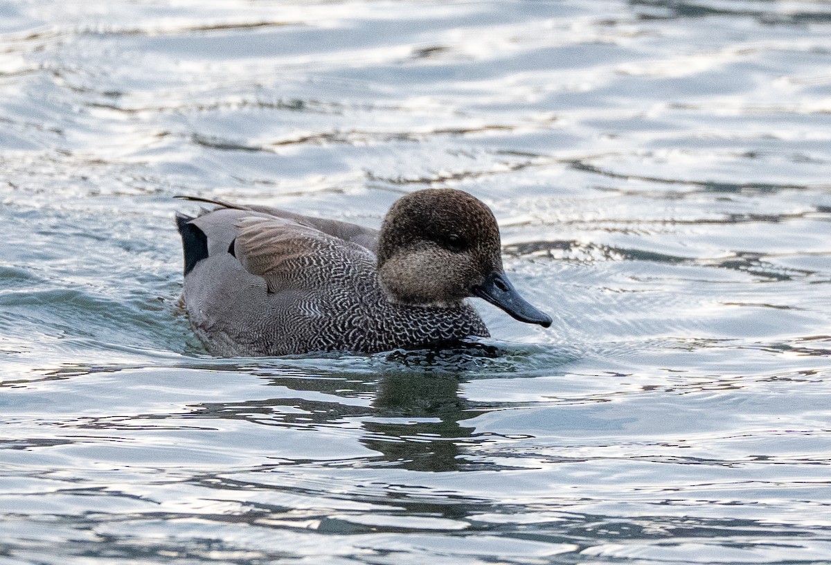 赤膀鴨 - ML646835870