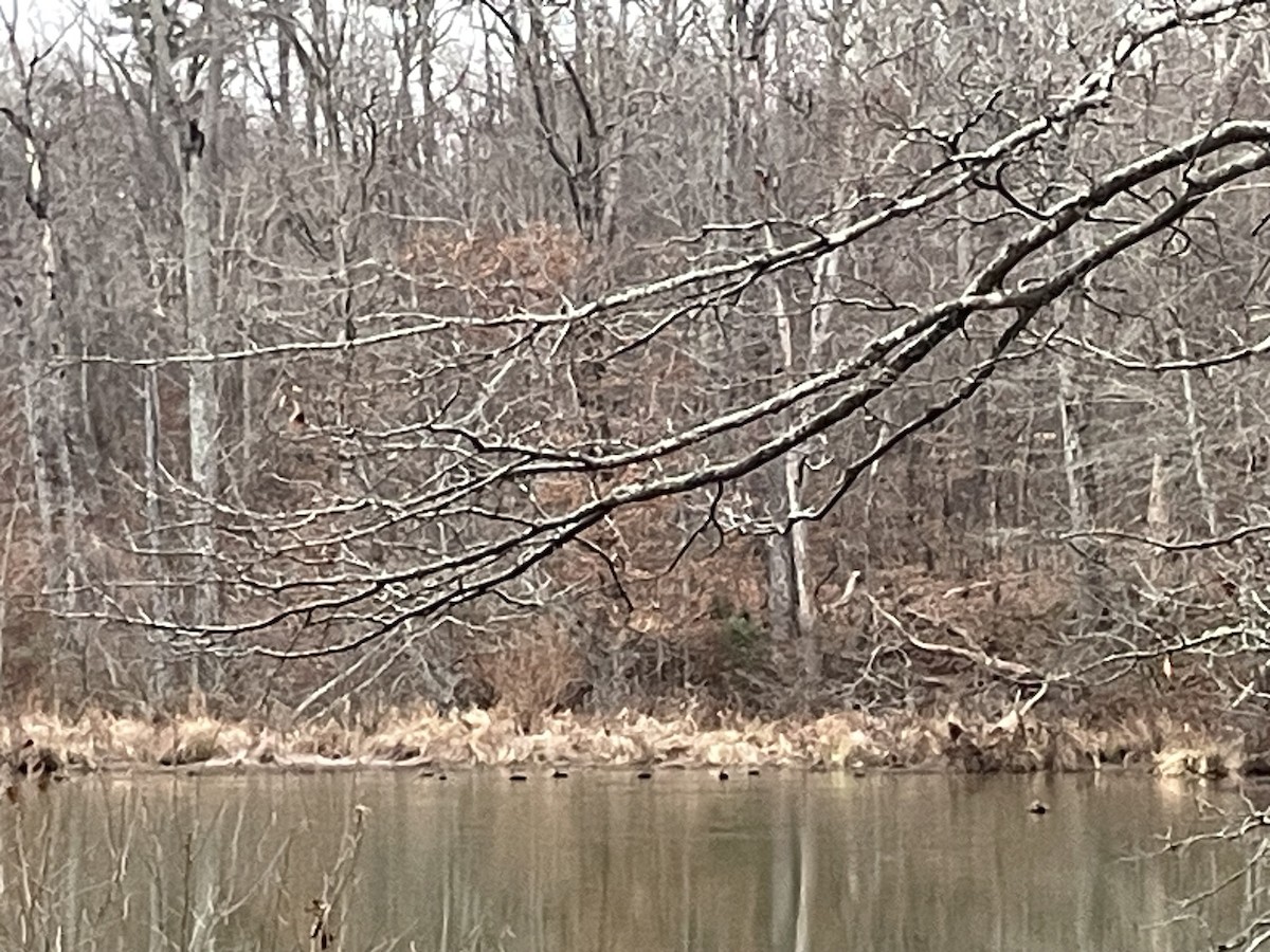 Американская кряква - ML646835871