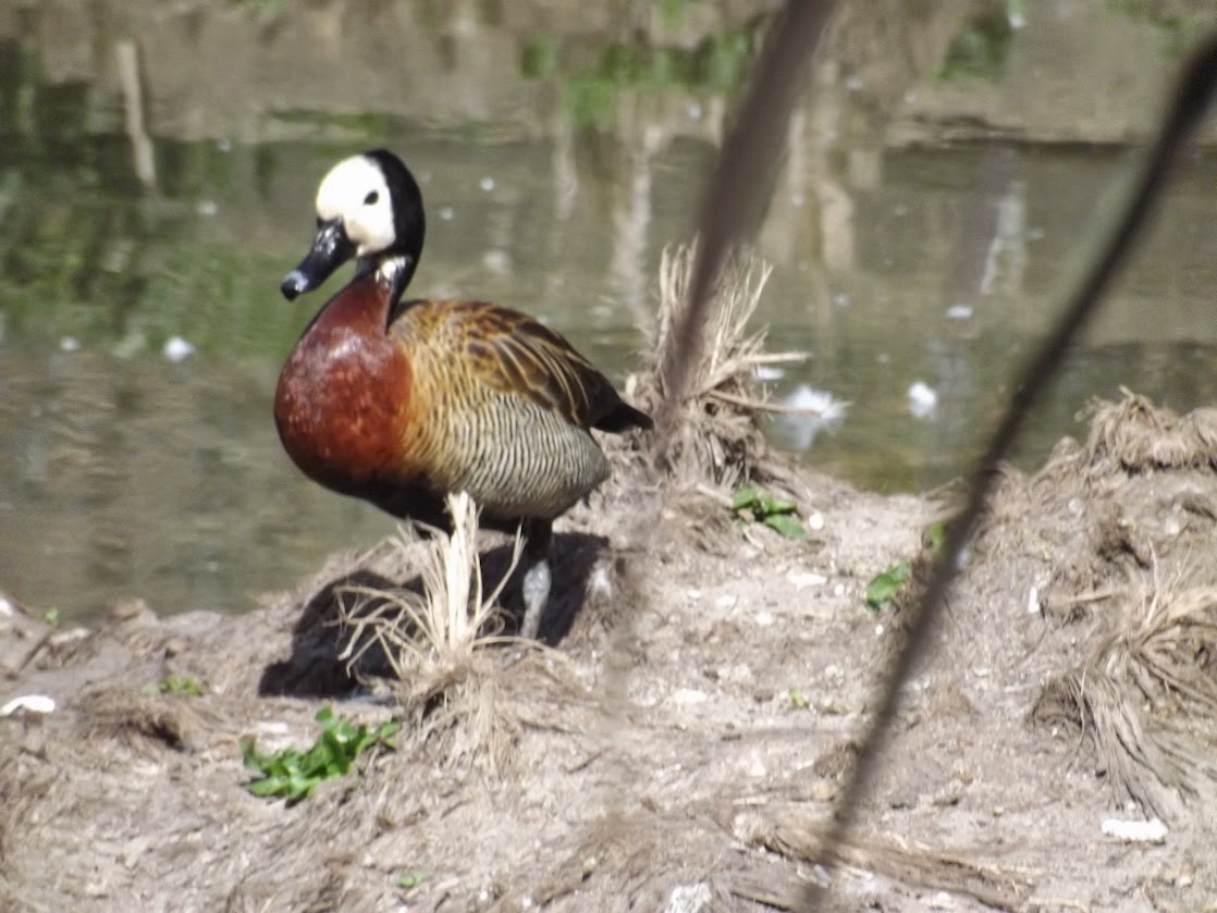 Dendrocigna facciabianca - ML646835873