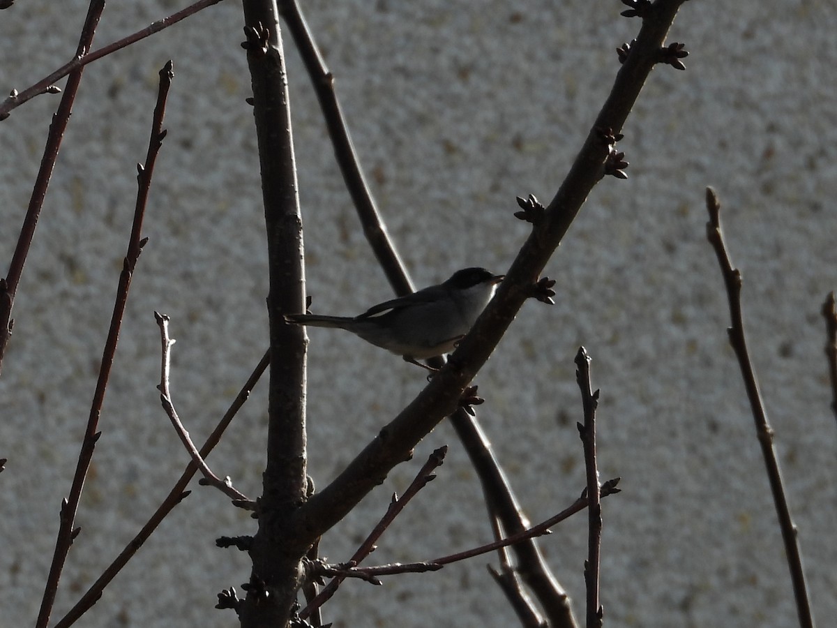 Sardinian Warbler - ML646835875