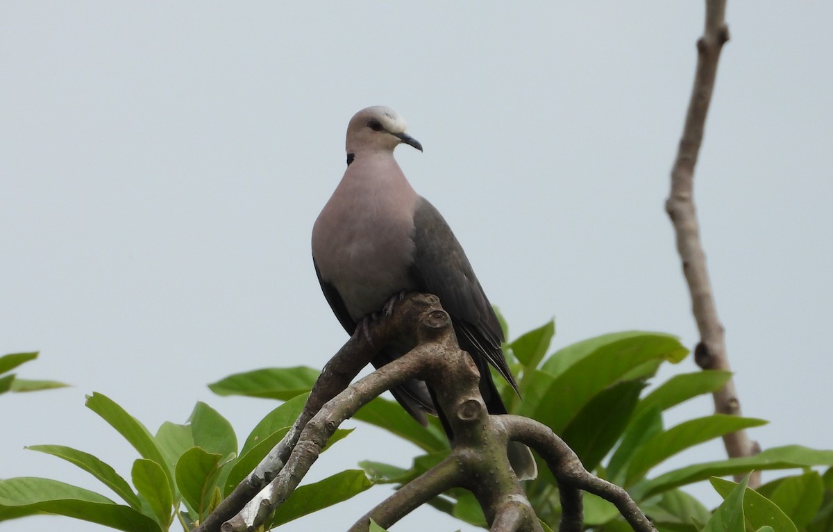 Red-eyed Dove - ML646835878