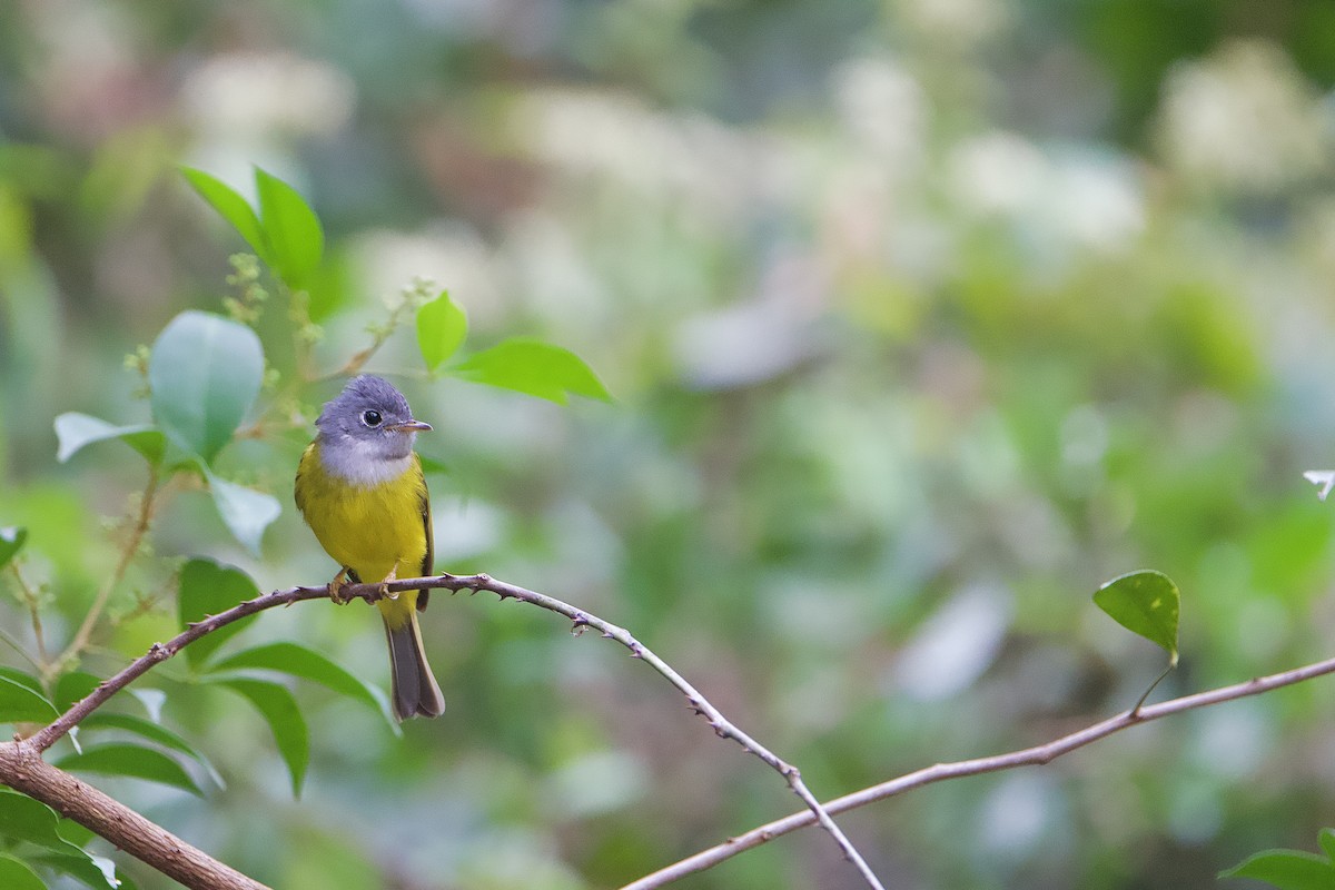 Papamoscas Cabecigrís - ML646835880
