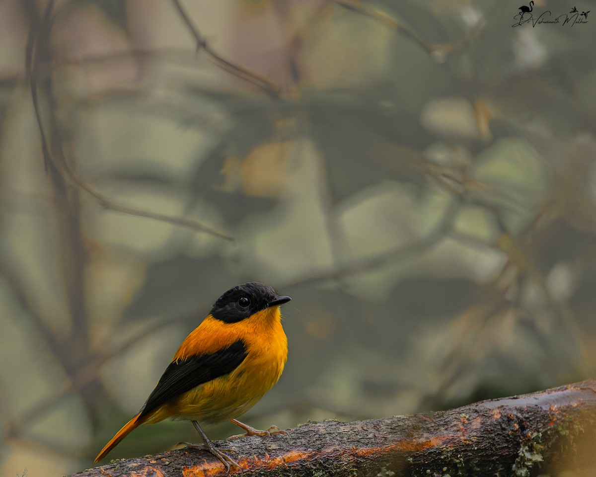 Black-and-orange Flycatcher - ML646835881