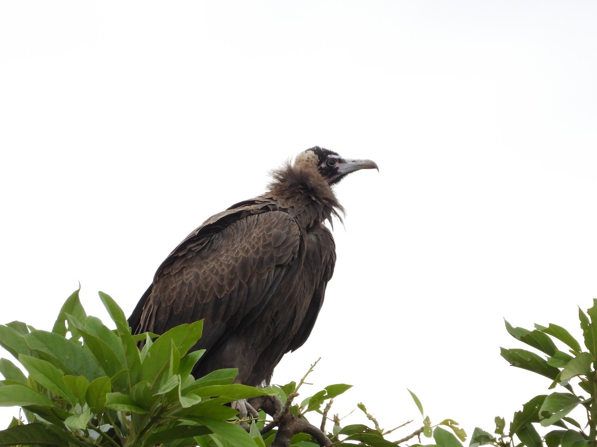Hooded Vulture - ML646835888
