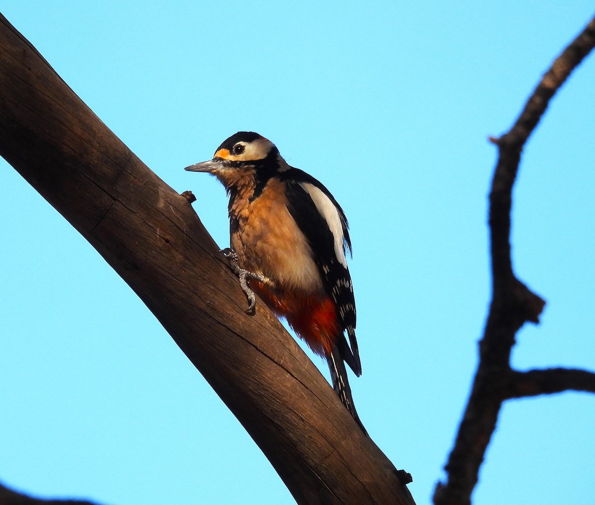 アカゲラ（canariensis／thanneri） - ML646835889