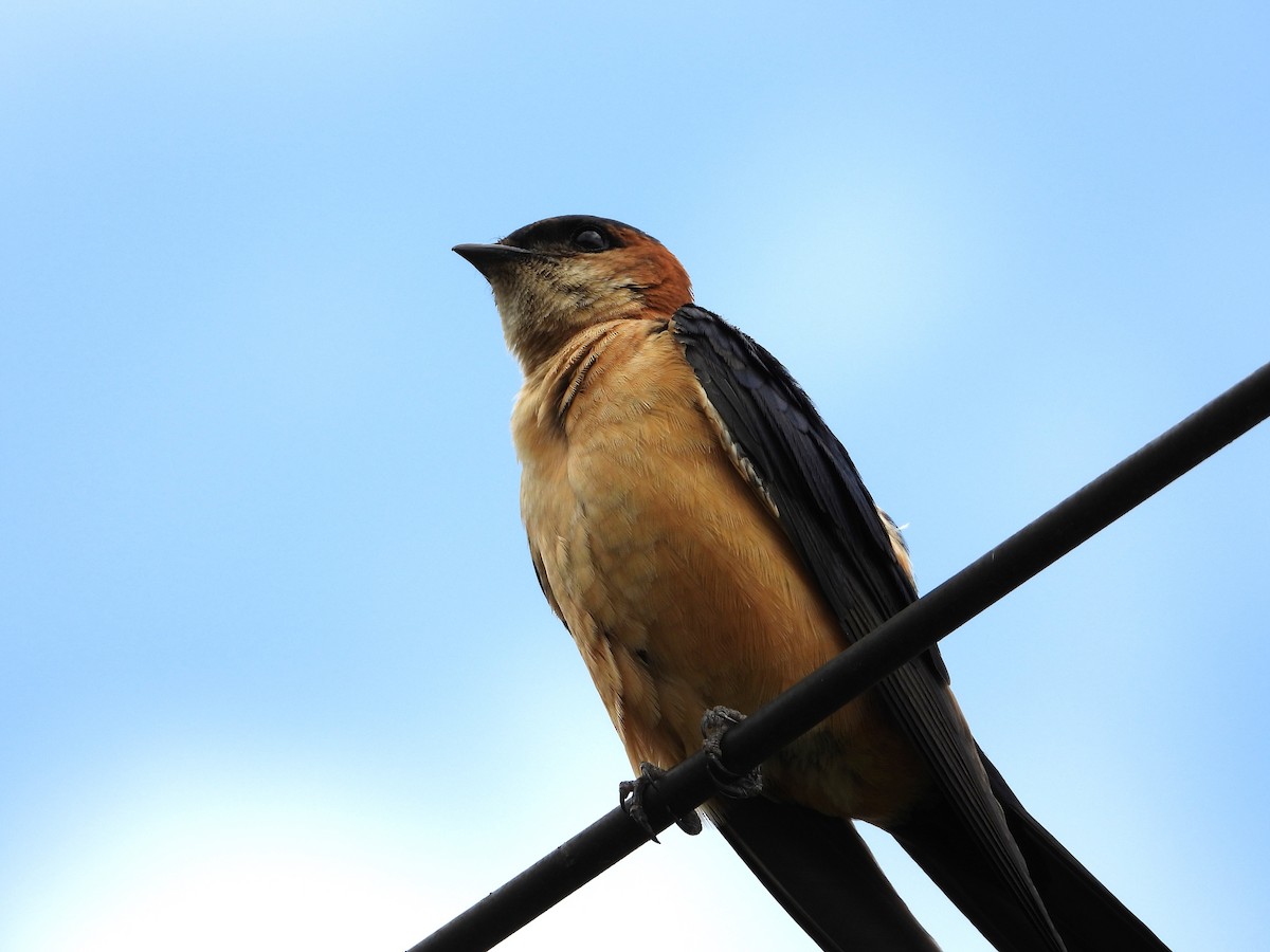 Mosque Swallow - ML646835893