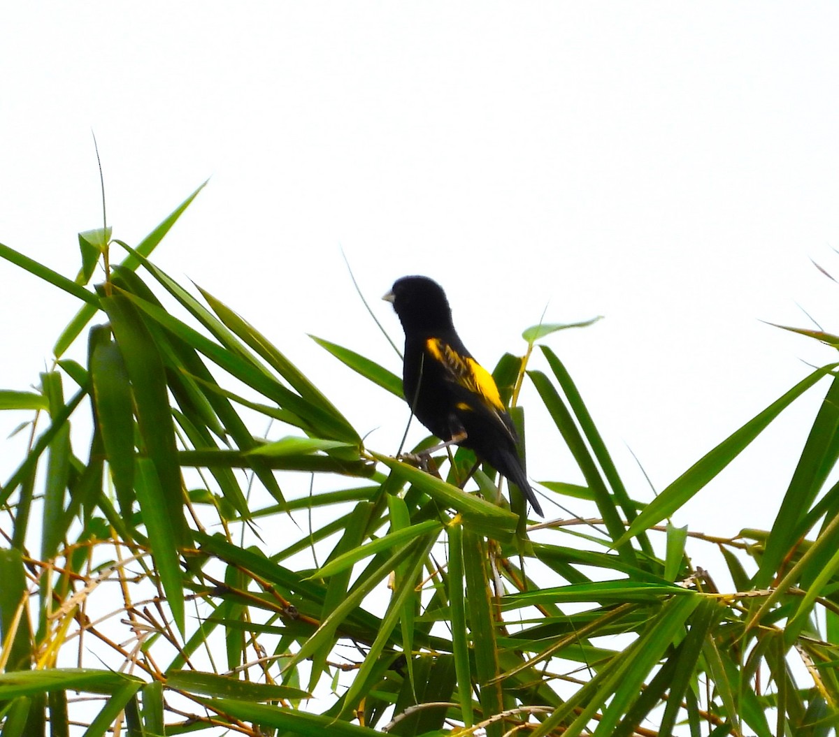 Yellow Bishop - ML646835900