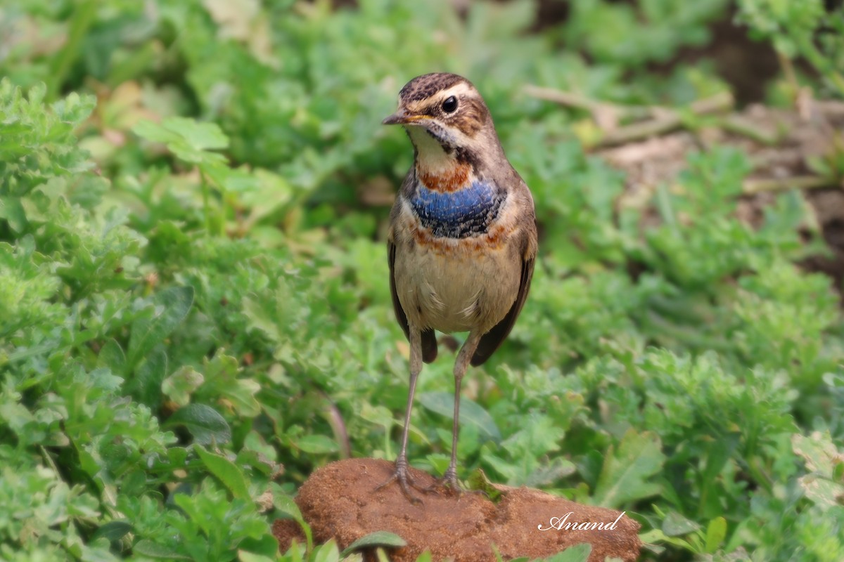 藍喉鴝 - ML646835901
