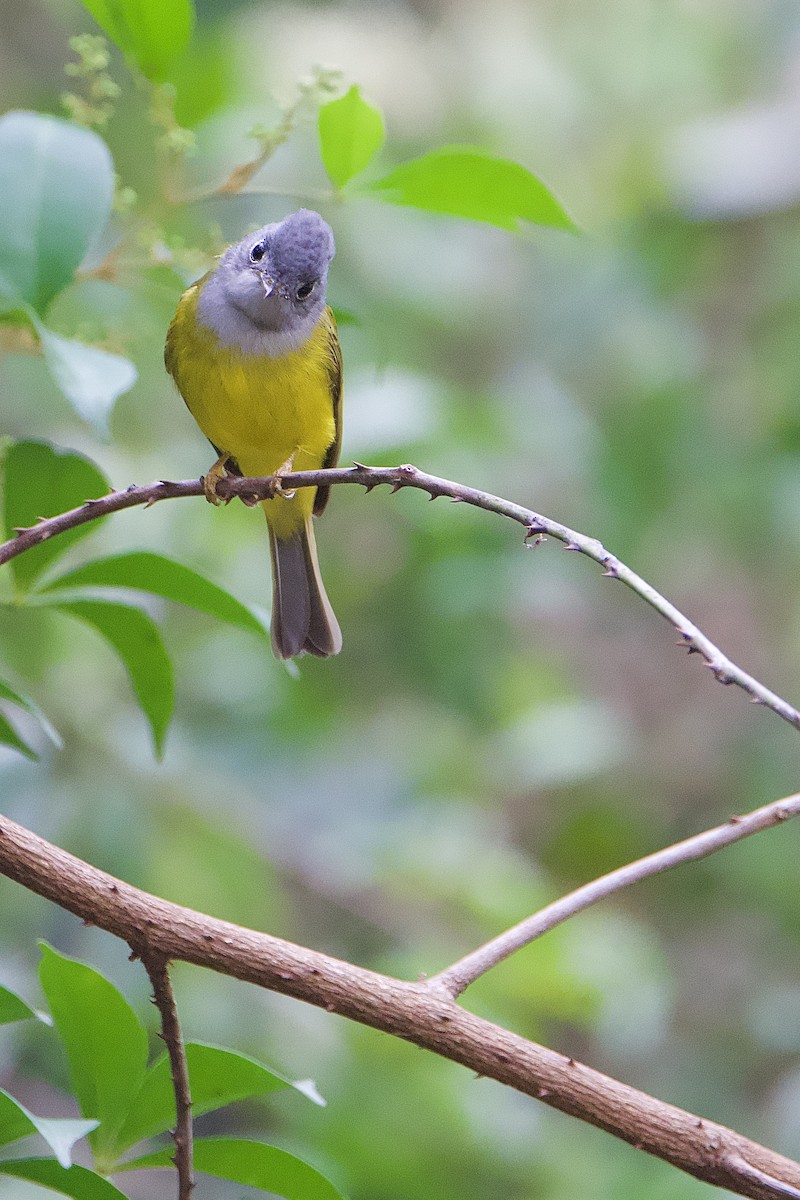 Papamoscas Cabecigrís - ML646835902