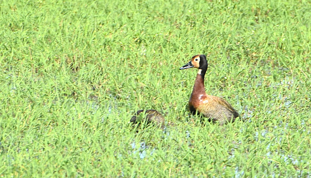 Dendrocigna facciabianca - ML646835904