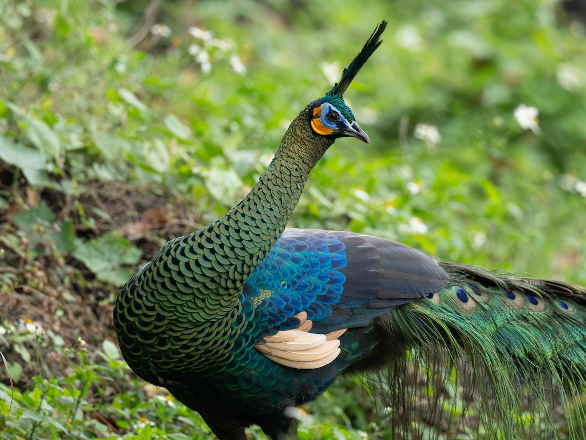 Павич синьокрилий - ML646835905