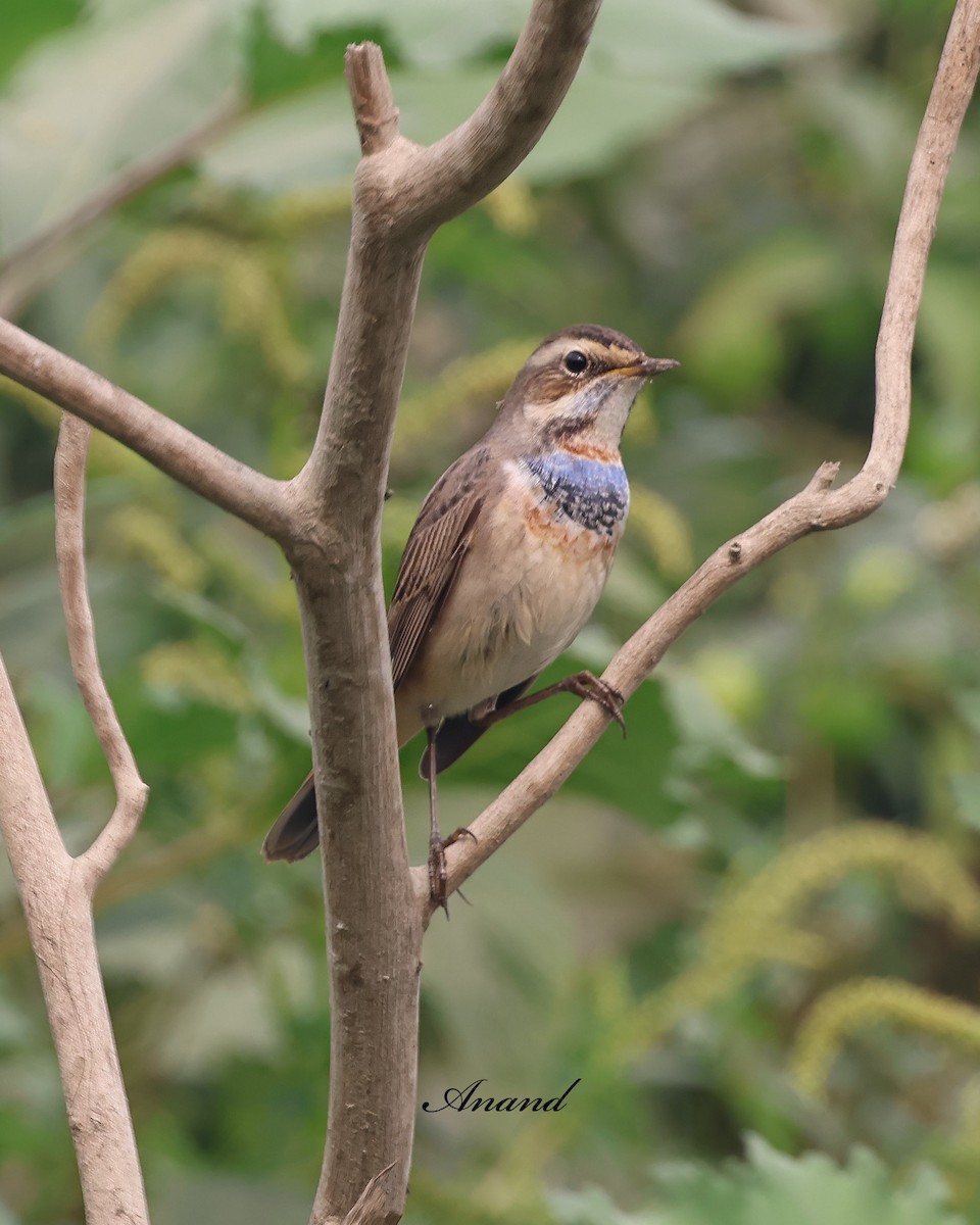 藍喉鴝 - ML646835914