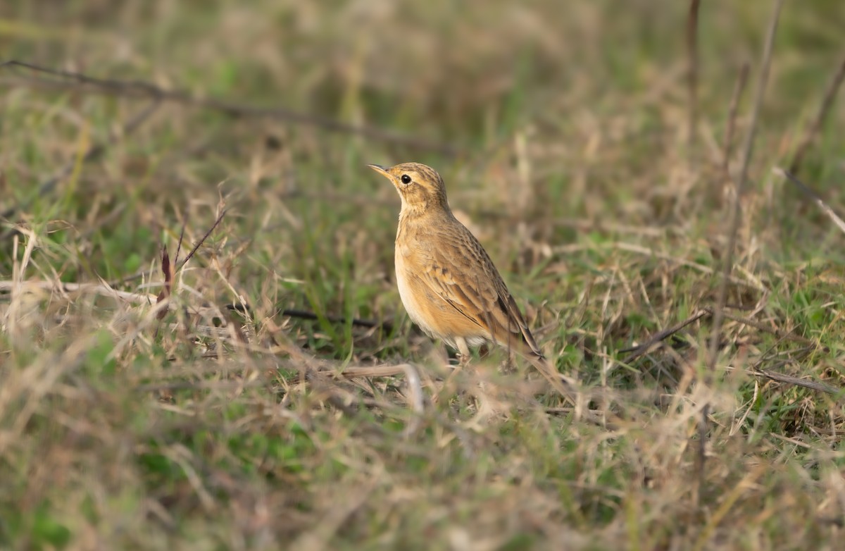 Paddyfield Pipit - ML646835915