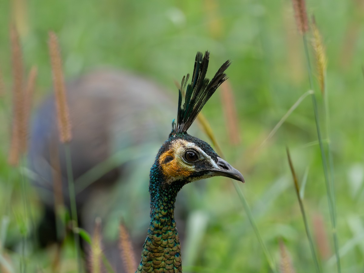 Павич синьокрилий - ML646835918