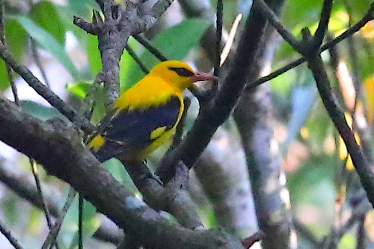Indian Golden Oriole - ML646835921