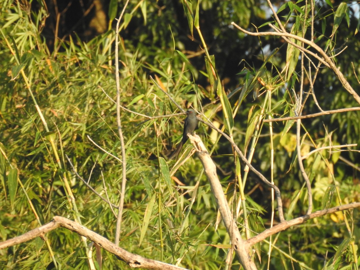 ハイイロオウチュウ - ML646835929