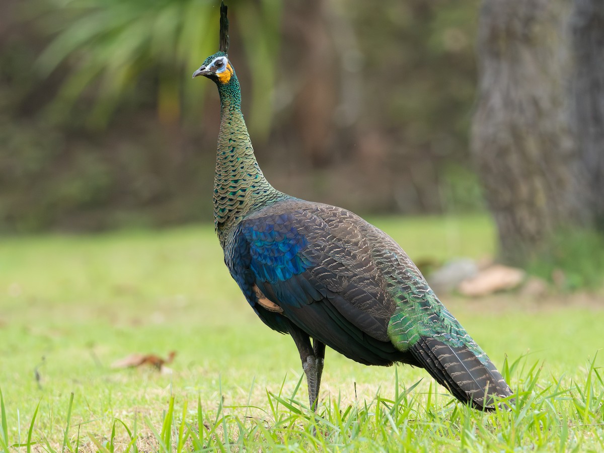 Павич синьокрилий - ML646835930