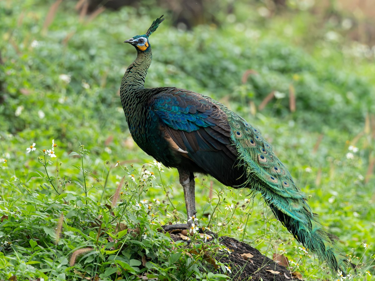 Павич синьокрилий - ML646835931