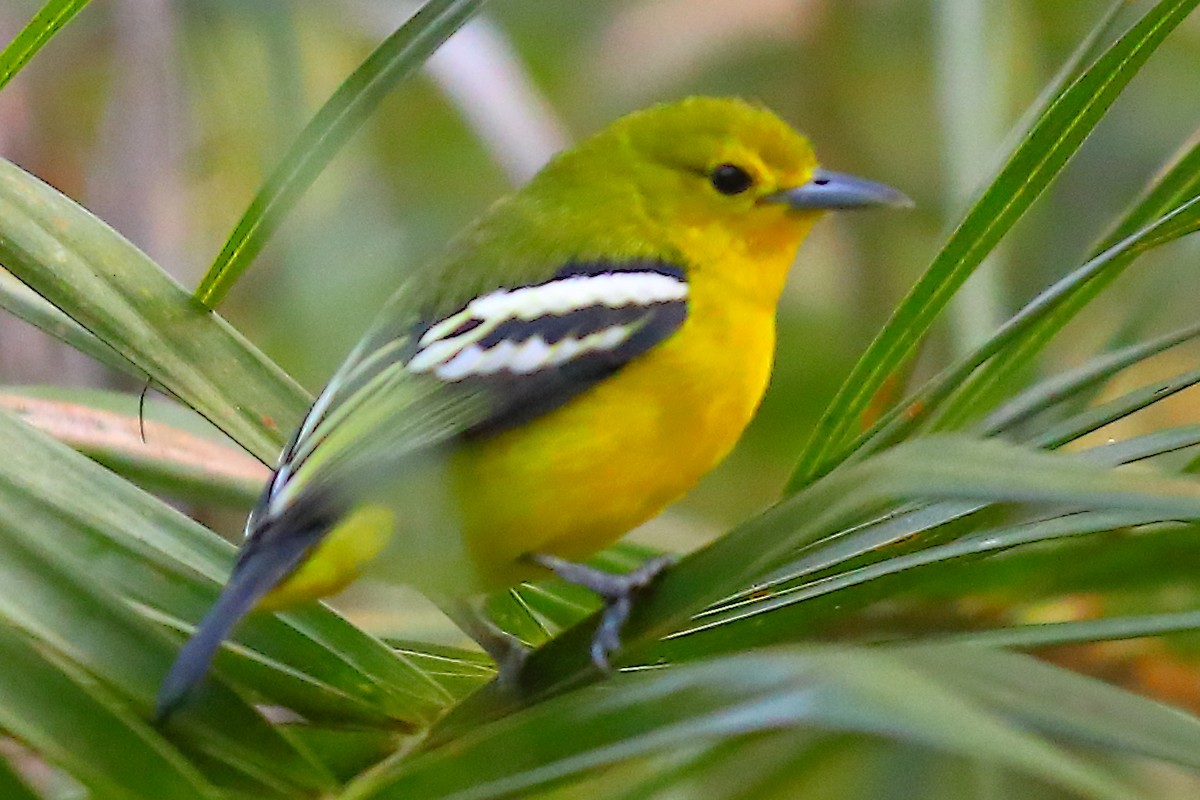 Common Iora - ML646835932