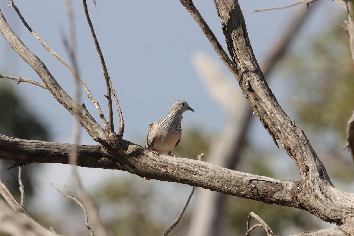 Полосатая горлица - ML646835937