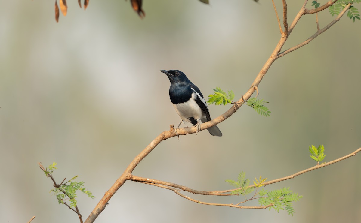 Oriental Magpie-Robin - ML646835939