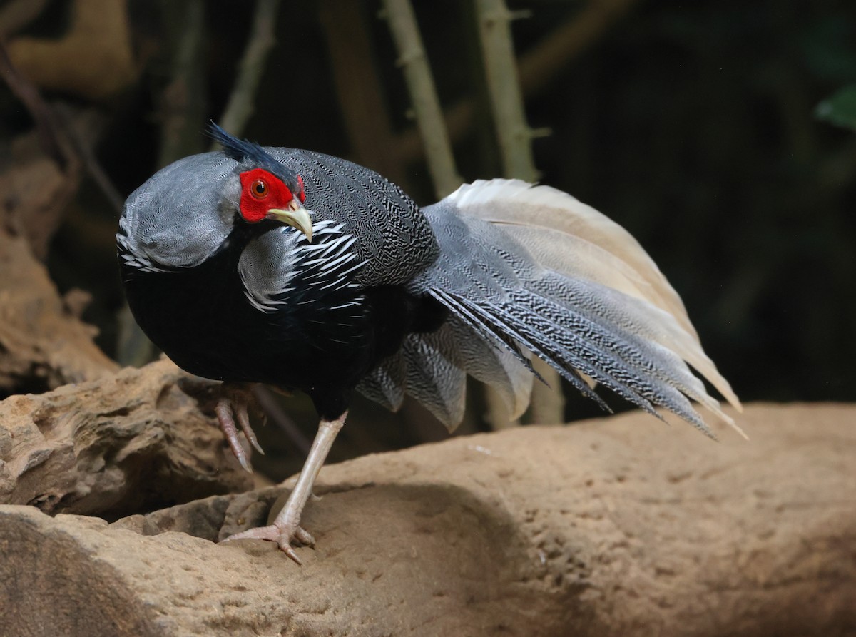 Kalij Pheasant - ML646835943