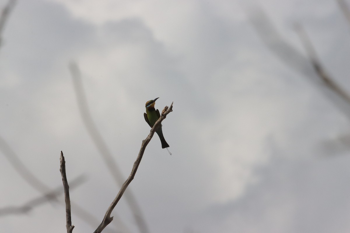 Радужная щурка - ML646835946