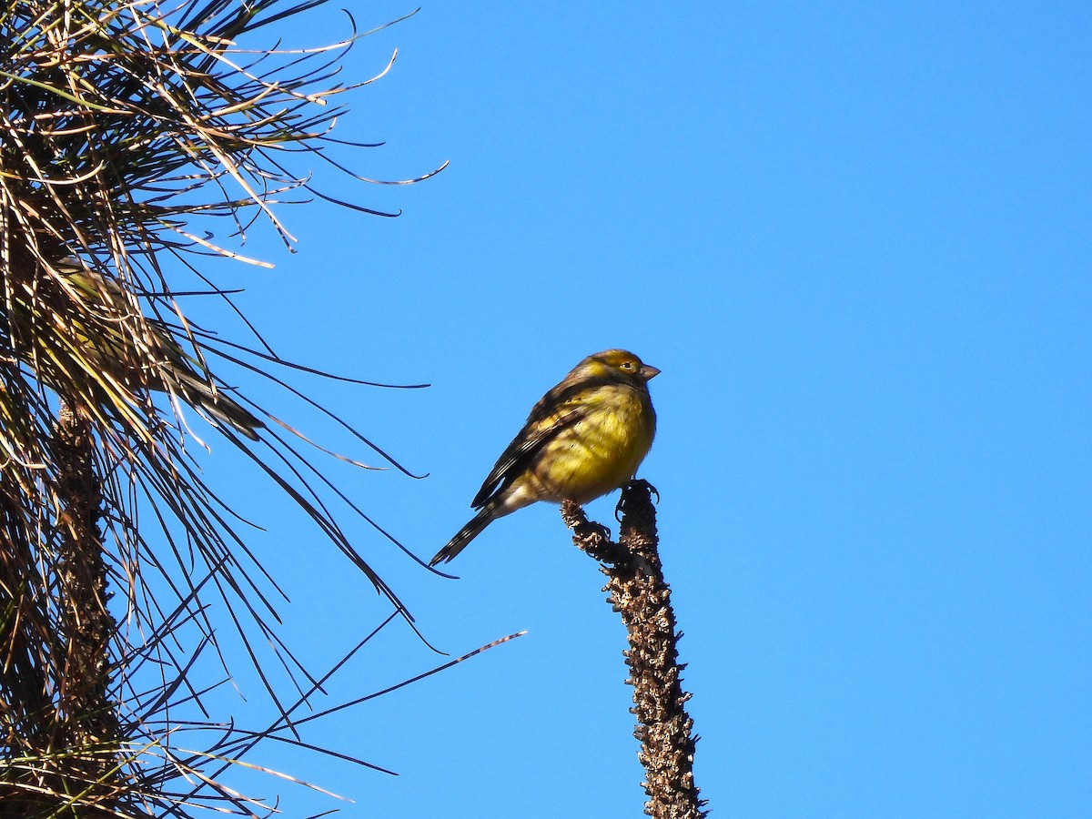 カナリア - ML646835947