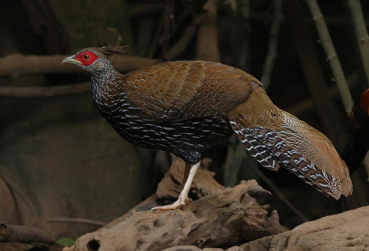 Kalij Pheasant - ML646835948